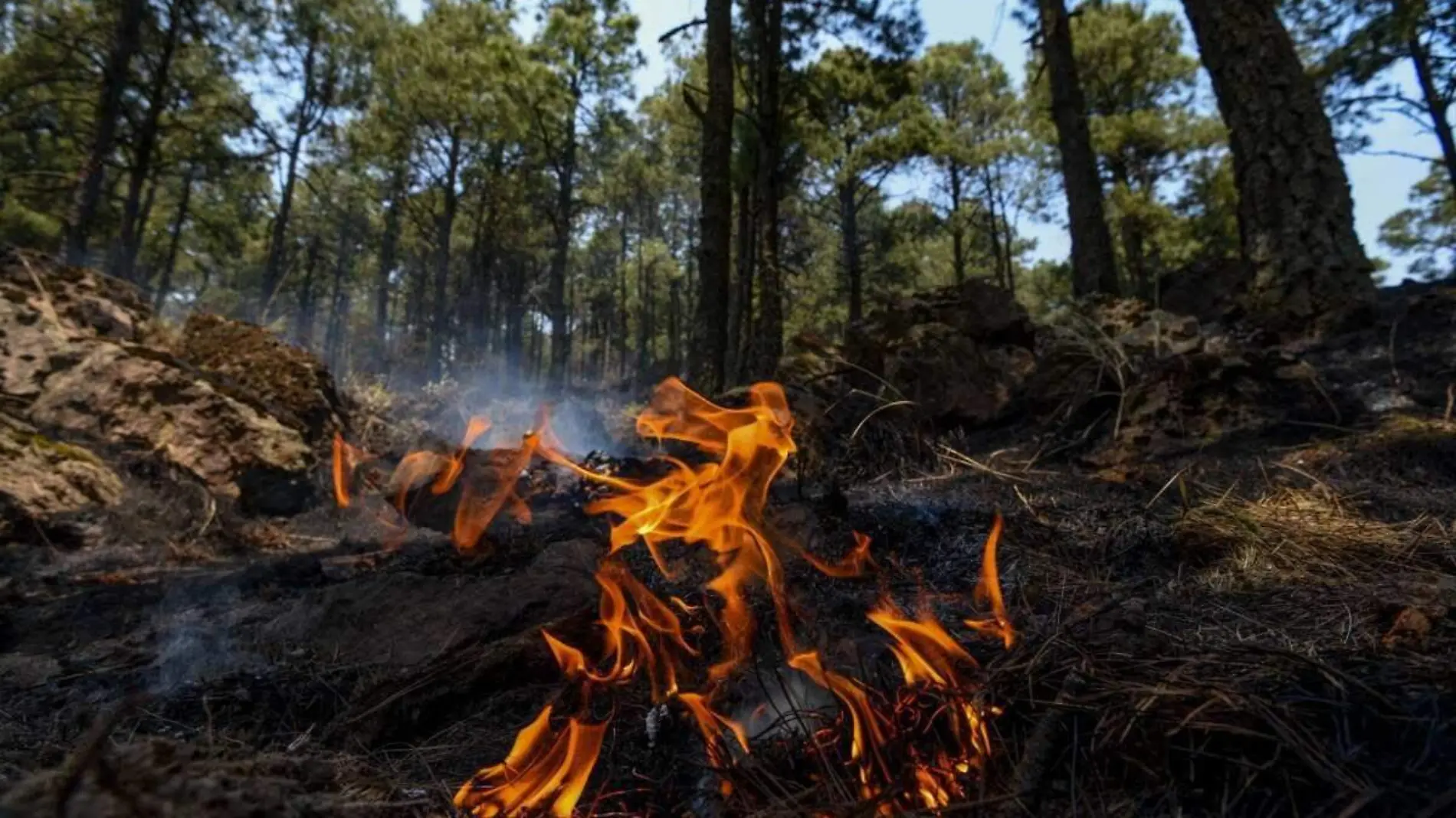 incendios forestal